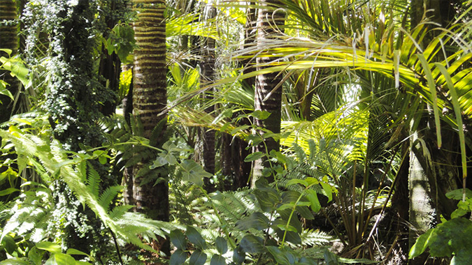 Densité de la végétation dans la forêt amazonienne