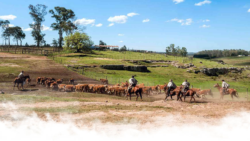 Élevage en Uruguay