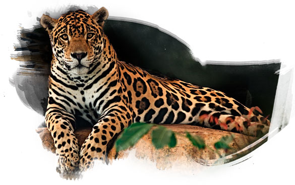 Jaguar